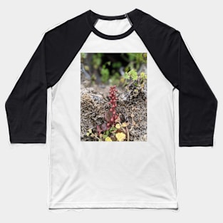 Pennywort Baseball T-Shirt